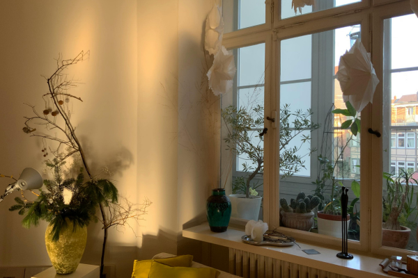 Combinações de plantas que deixam a sala mais elegante e equilibrada
