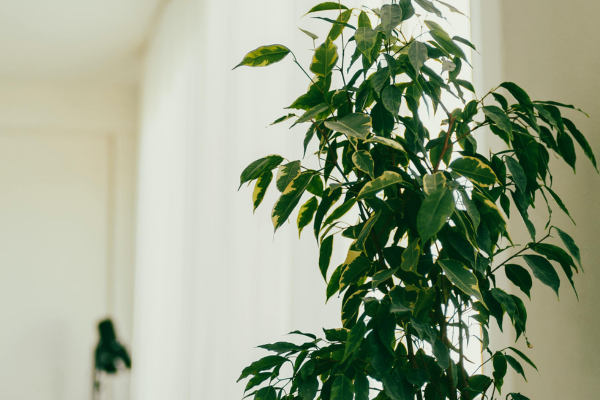 Plantas que ajudam a criar um ambiente mais calmo dentro da sala