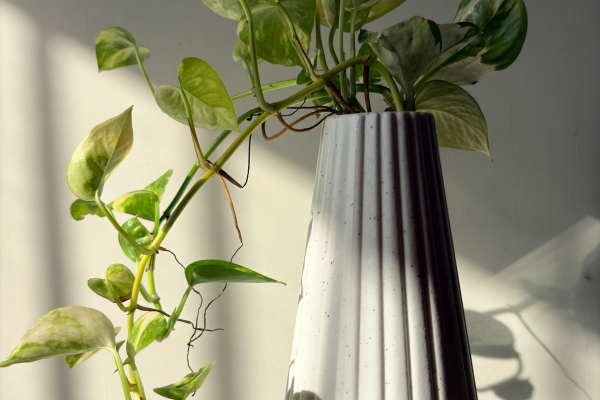 Vasos e suportes que valorizam plantas na decoração da sala
