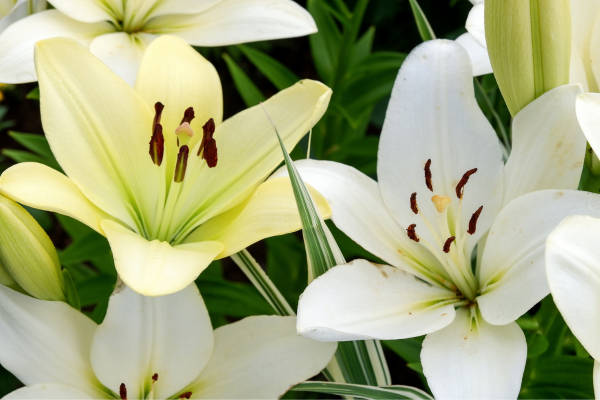Plantas ideais para salas pequenas com pouca luz natural