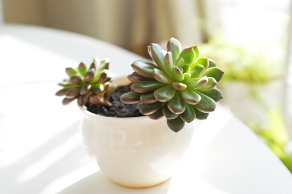 Plantas pendentes que decoram sem ocupar espaço na sala
