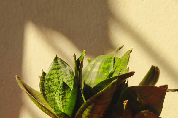 Plantas fáceis de cuidar para quem tem rotina corrida